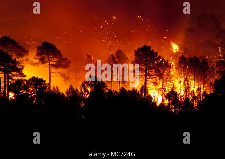 Forest fire, Pinus pinaster, Guadalajara (Spain) Stock Photo