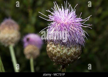 Giant Scabiosa (Rhaponticum scariosum) Stock Photo