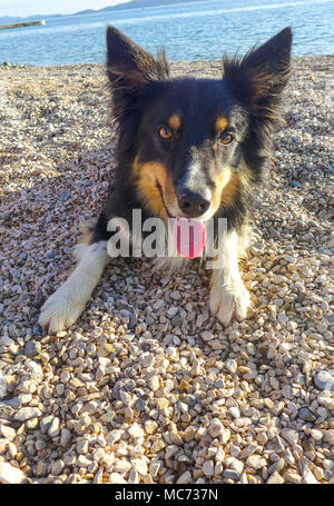 Dog at the beach Stock Photo