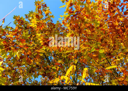 Big autumn oak with red leaves on a blue sky background Stock Photo