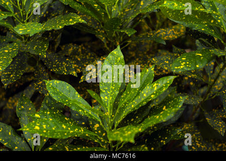 floral background - green in gold speckls leaves of Gold Dust Croton (Codiaeum variegatum, garden croton or variegated croton) Stock Photo