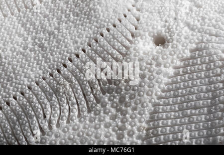 Sand dollar shell seen up close through a macro lens Stock Photo