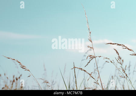 Tall, wild grasses, bending in a Summer breeze with aqua blue sky and light white clouds above. Stock Photo