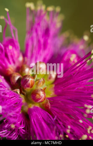 Melaleuca Fulgens Stock Photo