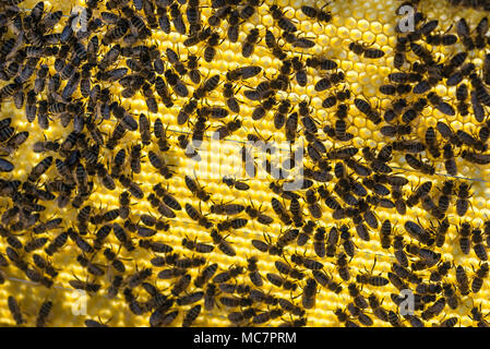 Honey bees, Apis mellifera, on a honeycomb with sunlight shining through the honeycomb. Stock Photo