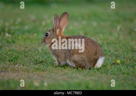 Low angle view of a rabbit sitting in a meadow Stock Photo