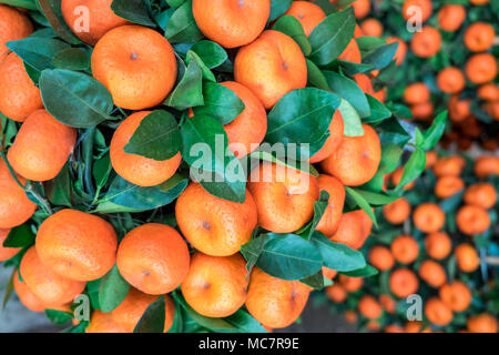 Decorative mandarin trees. Symbol of gold, money, wealth in Chinese culture. Chinese New Year concept. Stock Photo