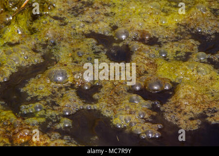 Dense covering of bright green algae with trapped gas bubbles floating on dark water Stock Photo