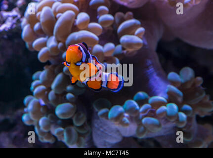 Clownfish (anemone fish) swimming in front of some bubble coral in an aquarium. Stock Photo