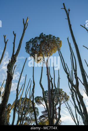 Dead tree trunks reach towards leaves of Stone Pine Stock Photo