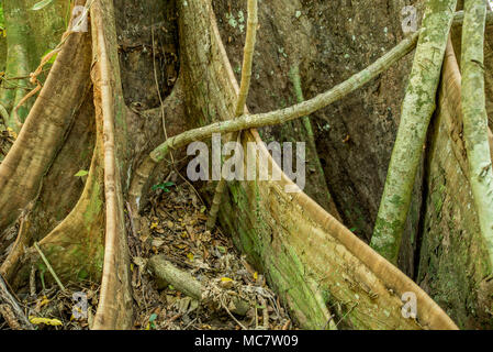 Buttress roots of a rainforest tree, Mushu Island, Papua New Guinea Stock Photo