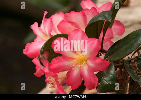 Sydney Australia, Pink Jazz rhododendron flowers