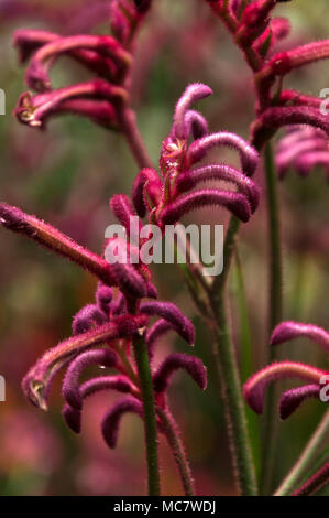 Sydney Australia, dark pink kangaroo paw flowers Stock Photo