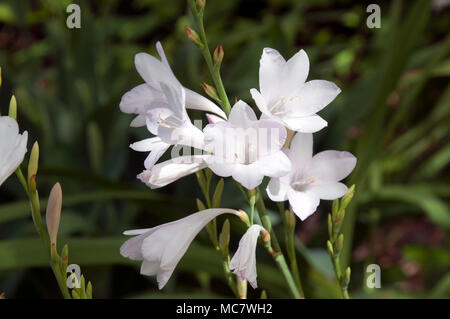 Sydney Australia, Watsonia 'Arderne's White' flower stem Stock Photo