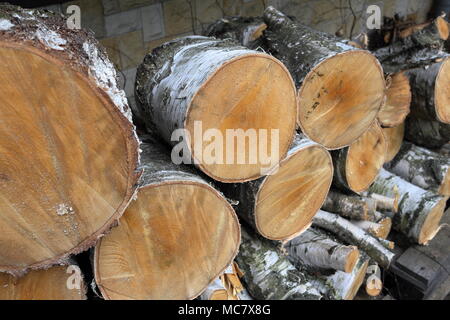 Round logs from a recently cut down birch tree Stock Photo
