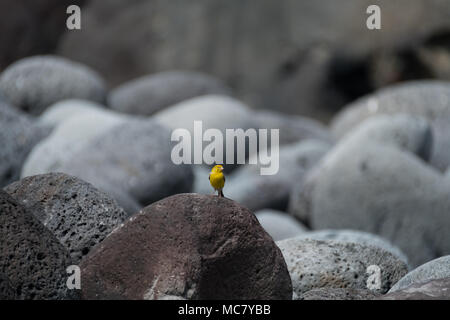Wild canary on basalt boulder Stock Photo