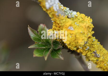 Spring Sapling and Xanthoria parietina Stock Photo