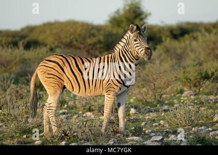 A plains zebra (Equus burchelli) in natural habitat, Etosha National Park, Namibia Stock Photo