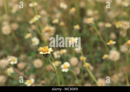 Mexican daisy have white petals, yellow stamens, backdrop with many grass flowers. Stock Photo