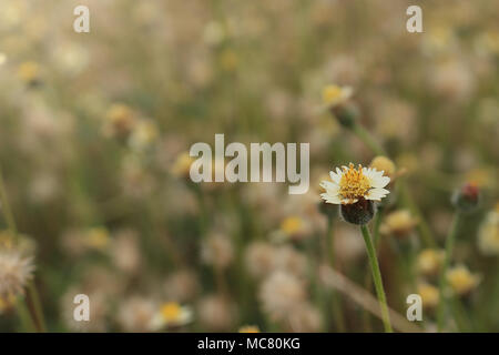 Mexican daisy flower have white petals, yellow stamens, backdrop with many grass flowers. Stock Photo