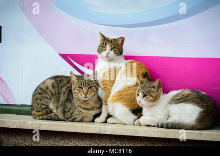 Three street cats on a wall grouped and warming themselves Stock Photo
