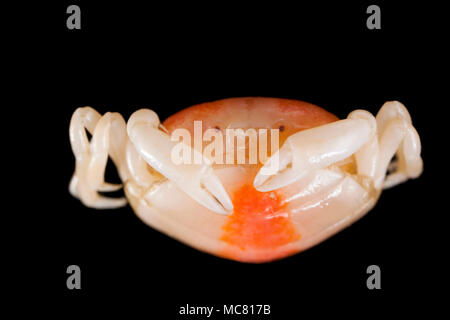 A female pea crab, Pinnotheres pisum, found living in a cockle, Cerastoderma edule. The pea crab is a parasitic crab that lives inside the shells of m Stock Photo