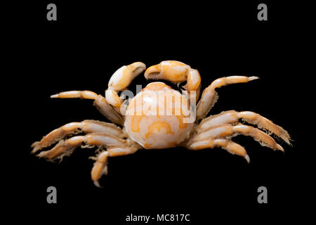 pea crab pisum alamy male found living crabs