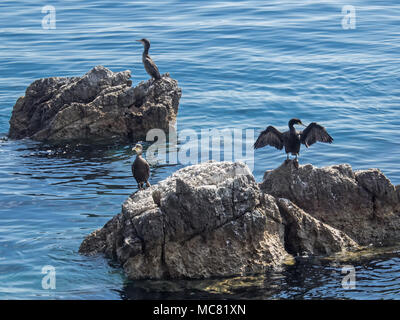 Three cormorants are sitting on rocks in the Adriatic Sea near to the coast of Croatia Stock Photo