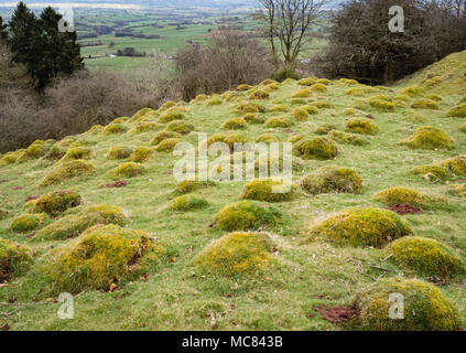 Hummocks made by colonies of the yellow meadow ant Lasius flavus in a grass meadow below the Skyrrid in South Wales UK Stock Photo