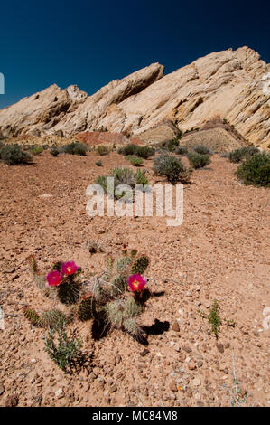 Beavertail cactus (Opuntia basilaris) and the San Rafael Swell Reef in central Utah