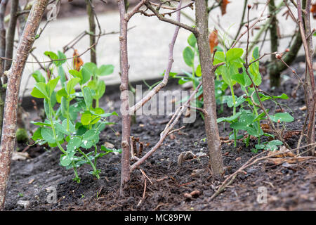 Lathyrus odoratus ‘Kelvedon wonder'. Sweet pea 'Kelvedon wonder’ growing amongst cut hazel tree branch supports / hazel stakes in a vegetable garden. Stock Photo