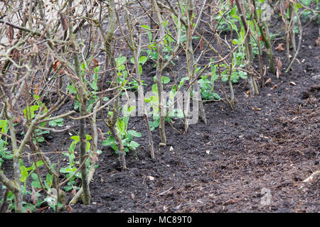 Lathyrus odoratus ‘Kelvedon wonder'. Sweet pea 'Kelvedon wonder’ growing amongst cut hazel tree branch supports / hazel stakes in a vegetable garden. Stock Photo