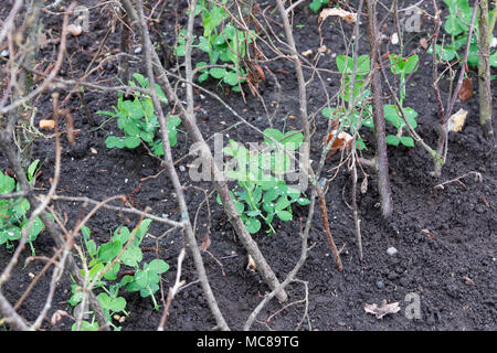 Lathyrus odoratus ‘Kelvedon wonder'. Sweet pea 'Kelvedon wonder’ growing amongst cut hazel tree branch supports / hazel stakes in a vegetable garden. Stock Photo