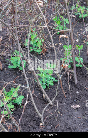 Lathyrus odoratus ‘Kelvedon wonder'. Sweet pea 'Kelvedon wonder’ growing amongst cut hazel tree branch supports / hazel stakes in a vegetable garden. Stock Photo