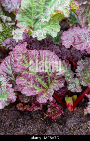 Rheum × hybridum 'Reed's Early Superb’. Rhubarb 'Reed's Early Superb' growing in a vegetable plot in early april. UK Stock Photo
