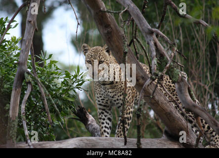 Juvenile Leopard walking along a tree branch Stock Photo
