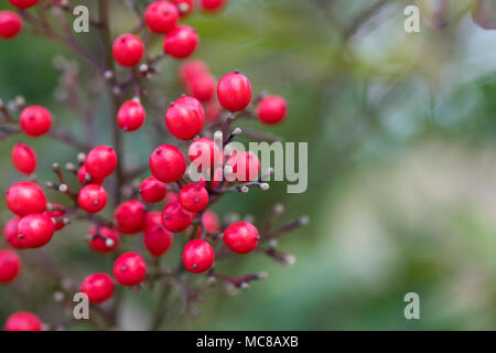 Nandina Domestica. Heavenly bamboo Richmond Berries Stock Photo