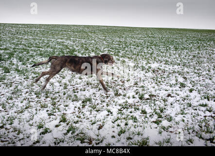 Martha the Irish Wolfhound running across a snow covered field. March 2018 Stock Photo