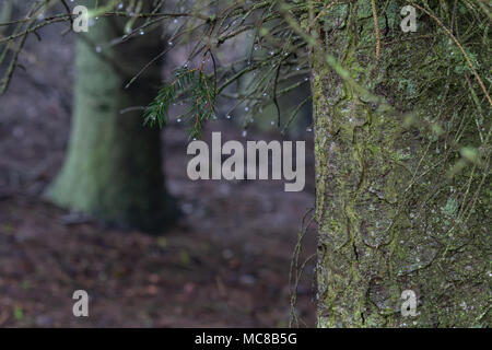 details of tree bark in wood Stock Photo