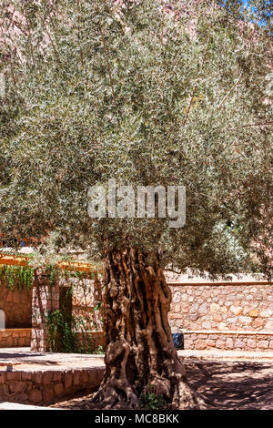 Close up of olive tree growing in Saint Catherine's Monastery in