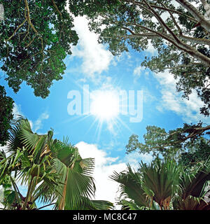 Sun in the sky and background of tree branches. view from the bottom Stock Photo