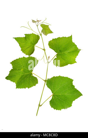 Grape branch with bright juicy leaves isolated on white background. Stock Photo
