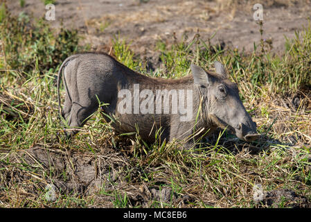 FEMALE COMMON WARTHOG (PHACOCHOERUS AFRICANUS) FEEDING ON GRASSES IN THE SAVANNA, ZAMBIA Stock Photo