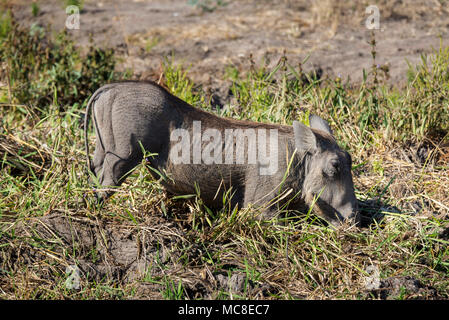 FEMALE COMMON WARTHOG (PHACOCHOERUS AFRICANUS) FEEDING ON GRASSES IN THE SAVANNA, ZAMBIA Stock Photo