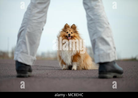 German dog trainer works with a sheetland sheepdog Stock Photo