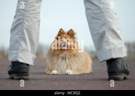 German dog trainer works with a sheetland sheepdog Stock Photo