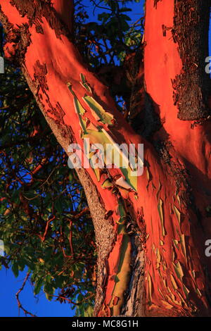 Madrone Tree Bark Stock Photo