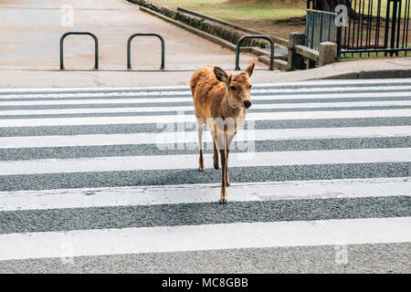 Deer crossing a crosswalk in Nara deer park, Japan Stock Photo