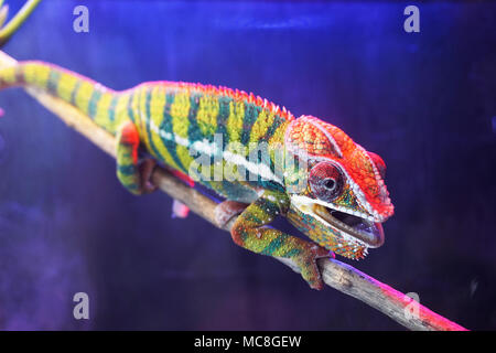 Beautiful chameleon Lizard