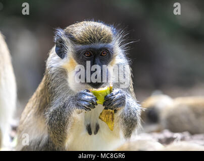 Green monkey eating. Stock Photo